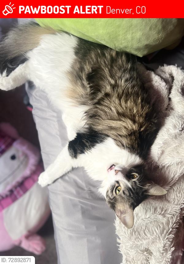 Lost Female Cat last seen Skyview apmts, Denver, CO 80234