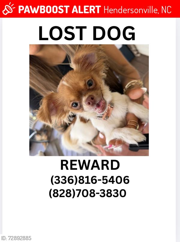 Lost Female Dog last seen oceola lake , Hendersonville, NC 28739