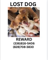 Lost Female Dog last seen oceola lake , Hendersonville, NC 28739