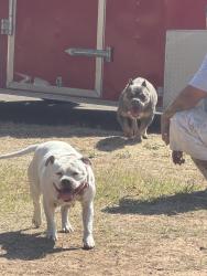 Found/Stray Female Dog last seen 44th st and York , Lubbock, TX 79414