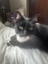 Found/Stray Male Cat last seen Ferrucci jr high , Puyallup, WA 98374