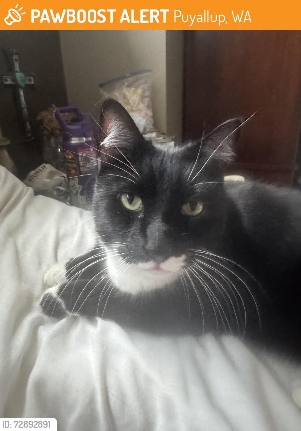 Found/Stray Male Cat last seen Ferrucci jr high , Puyallup, WA 98374