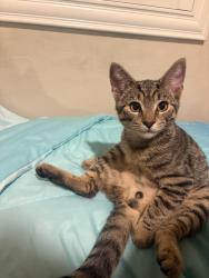 Lost Male Cat last seen Ft Apache and warm springs, Spring Valley, NV 89148
