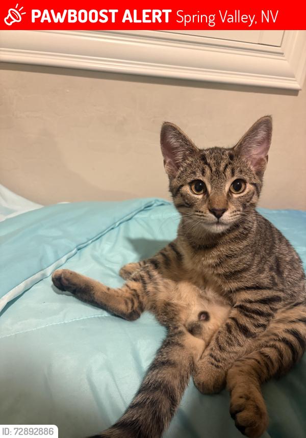 Lost Male Cat last seen Ft Apache and warm springs, Spring Valley, NV 89148