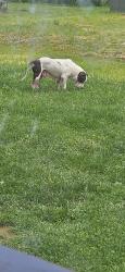 Found/Stray Unknown Dog last seen Healthy heights village morgantown wv, Monongalia County, WV 26508