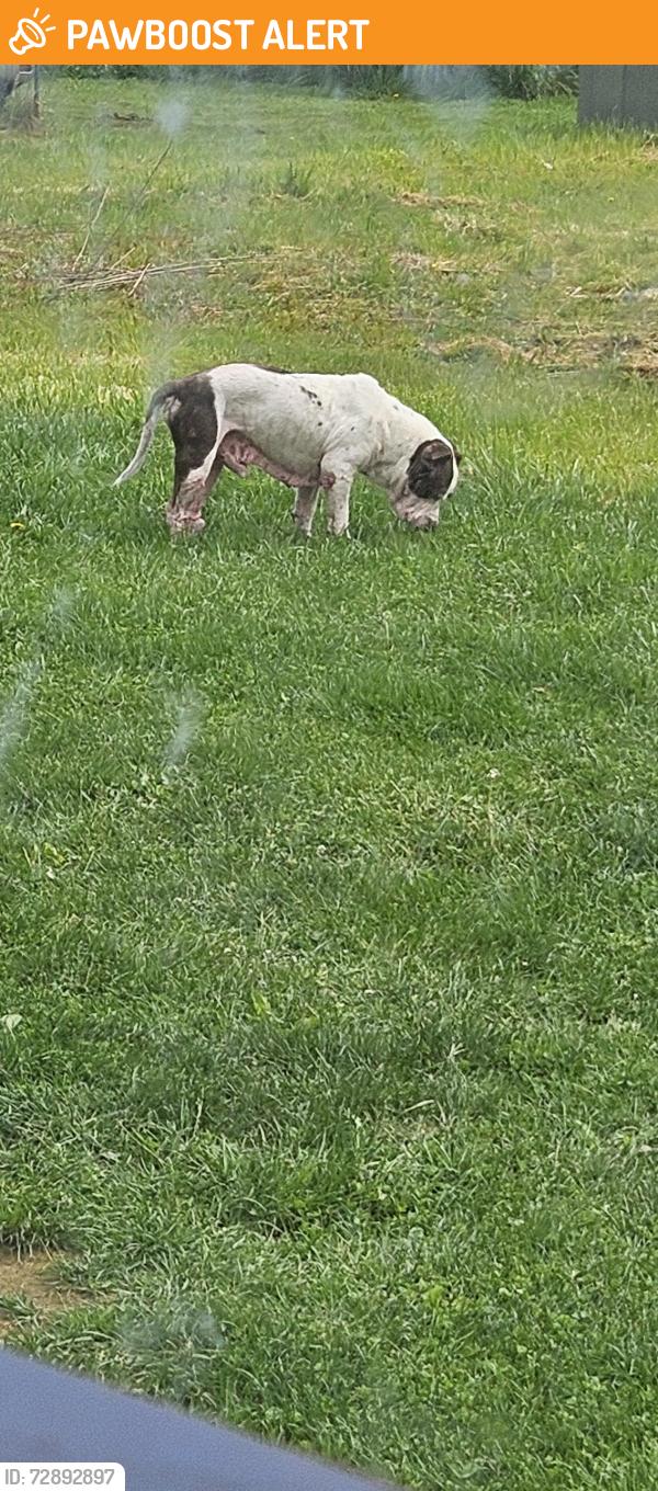 Found/Stray Unknown Dog last seen Healthy heights village morgantown wv, Monongalia County, WV 26508