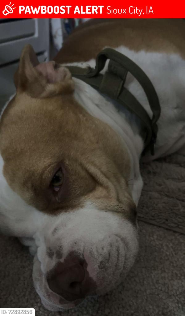 Lost Male Dog last seen Dell Rapids, Sioux City, IA 51105