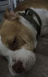Lost Male Dog last seen Dell Rapids, Sioux City, IA 51105