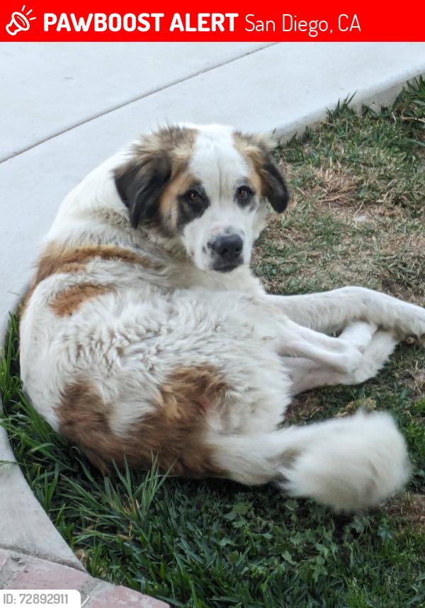 Lost Male Dog last seen Fantasy and Beyer, San Diego, CA 92173