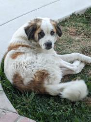 Lost Male Dog last seen Fantasy and Beyer, San Diego, CA 92173