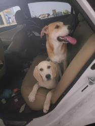 Found/Stray Unknown Dog last seen Carl Barton Park, Conroe, TX 77301