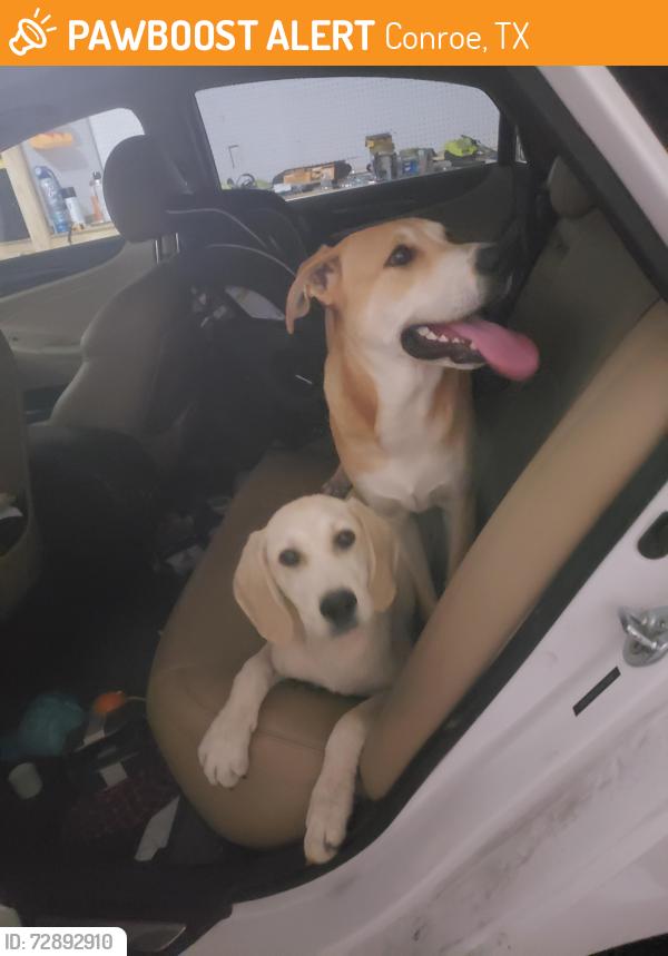 Found/Stray Unknown Dog last seen Carl Barton Park, Conroe, TX 77301