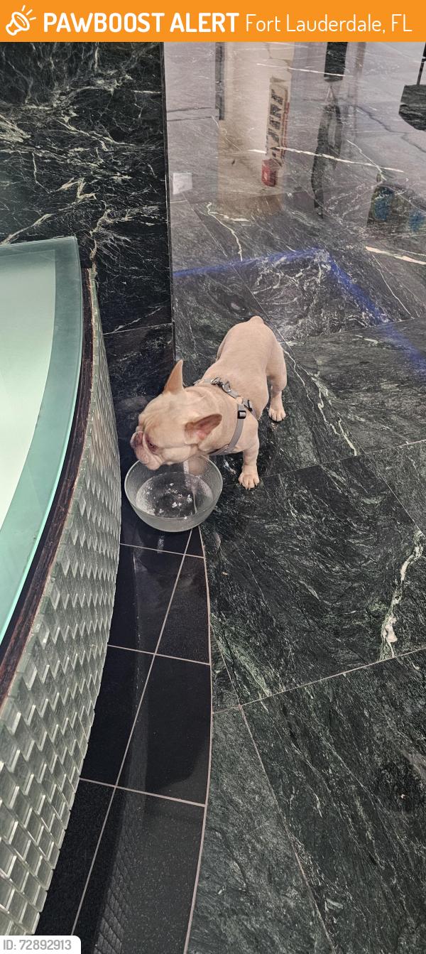 Found/Stray Male Dog last seen Galt Ocean Mile, Fort Lauderdale, FL 33308