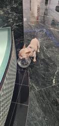 Found/Stray Male Dog last seen Galt Ocean Mile, Fort Lauderdale, FL 33308