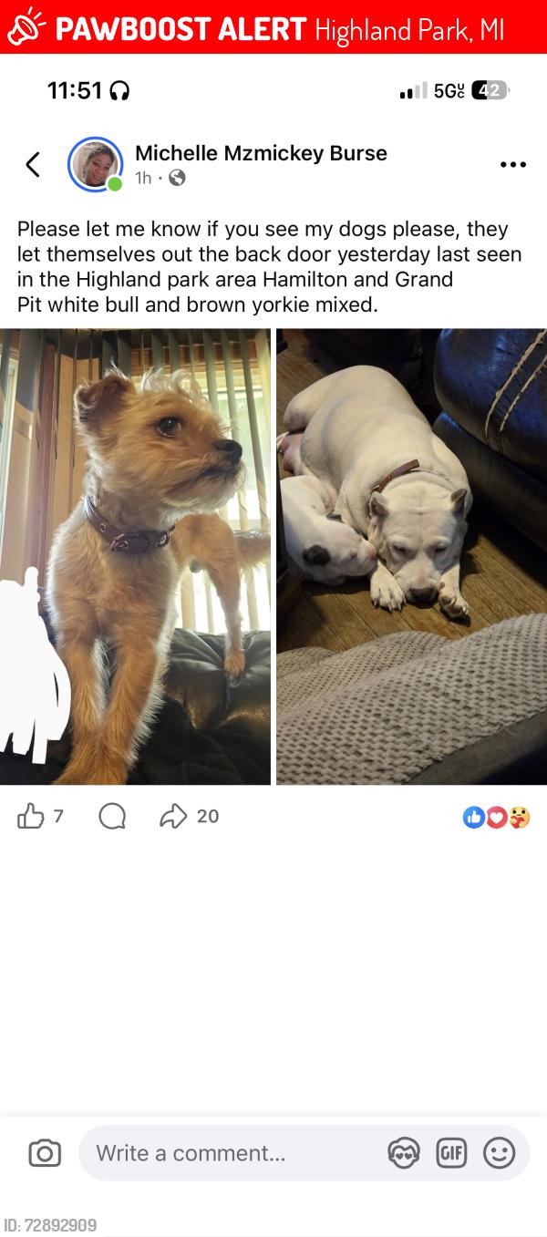 Lost Female Dog last seen Hamilton & grand, Highland Park, MI 48203