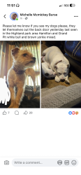 Lost Female Dog last seen Hamilton & grand, Highland Park, MI 48203