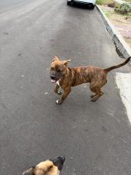 Found/Stray Male Dog last seen Dwight and 36th, San Diego, CA 92105