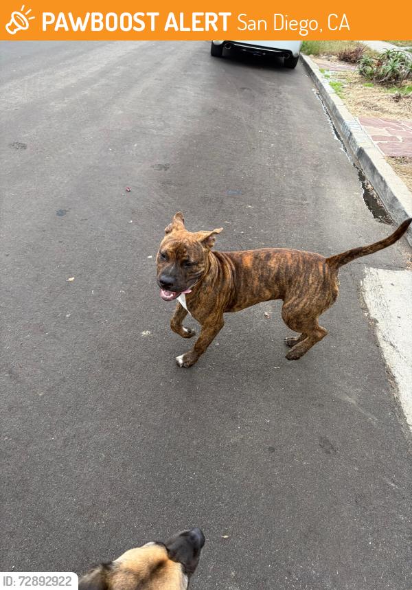 Found/Stray Male Dog last seen Dwight and 36th, San Diego, CA 92105