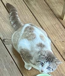 Found/Stray Unknown Cat last seen Roosevelt Ave & West North Loop, Austin, TX 78756