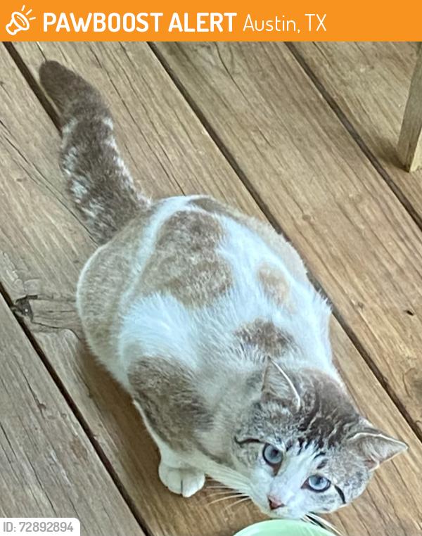 Found/Stray Unknown Cat last seen Roosevelt Ave & West North Loop, Austin, TX 78756