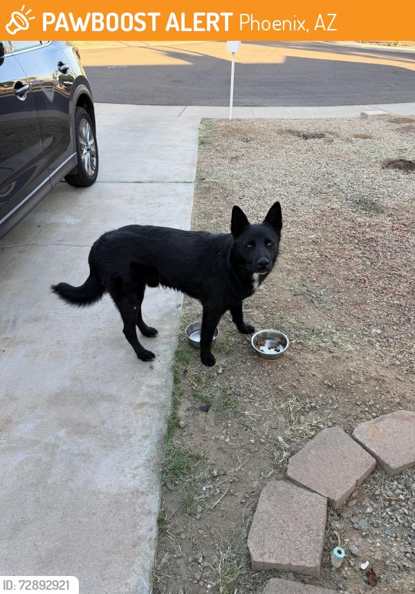 Found/Stray Unknown Dog last seen 14th ave and Thunderbird, Phoenix, AZ 85029