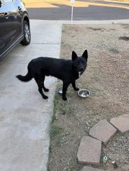Found/Stray Unknown Dog last seen 14th ave and Thunderbird, Phoenix, AZ 85029
