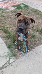 Found/Stray Male Dog last seen 36th and Dwight, San Diego, CA 92102