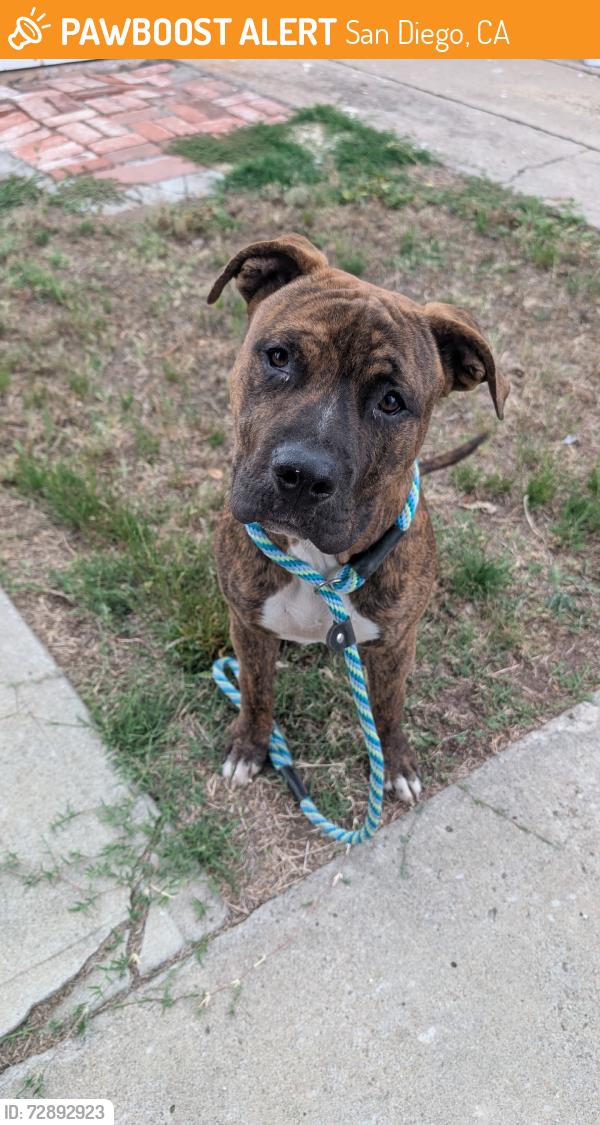 Found/Stray Male Dog last seen 36th and Dwight, San Diego, CA 92102