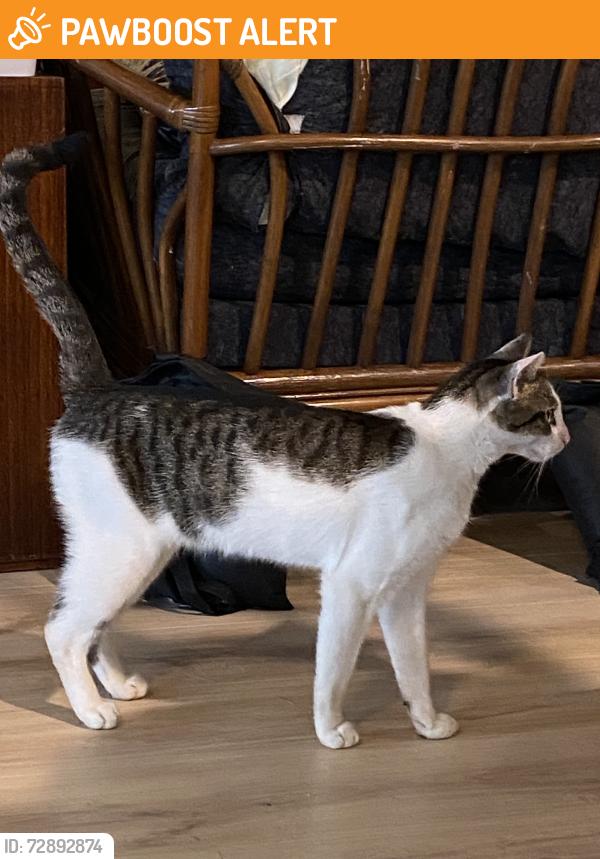Found/Stray Male Cat last seen Courtyard Hotel (WPB Downtown), West Palm Beach, FL 33407