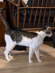 Found/Stray Male Cat last seen Courtyard Hotel (WPB Downtown), West Palm Beach, FL 33407