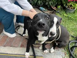 Found/Stray Female Dog last seen Colima rd, Rowland Heights, CA 91748