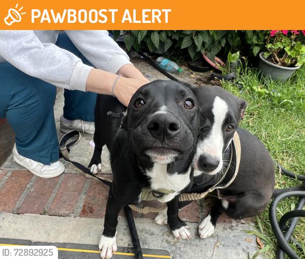 Found/Stray Female Dog last seen Colima rd, Rowland Heights, CA 91748