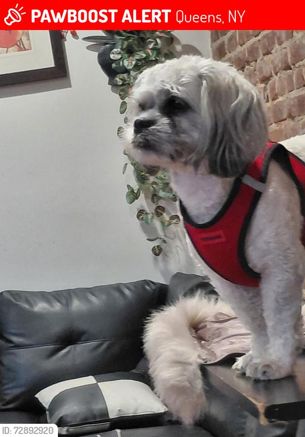 Lost Male Dog last seen 34-51 9 st , Queens, NY 11106