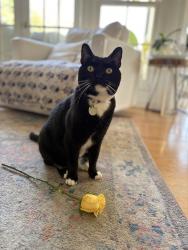 Lost Male Cat last seen Park Ave/ Skyline Dr, Laguna Beach, CA 92651
