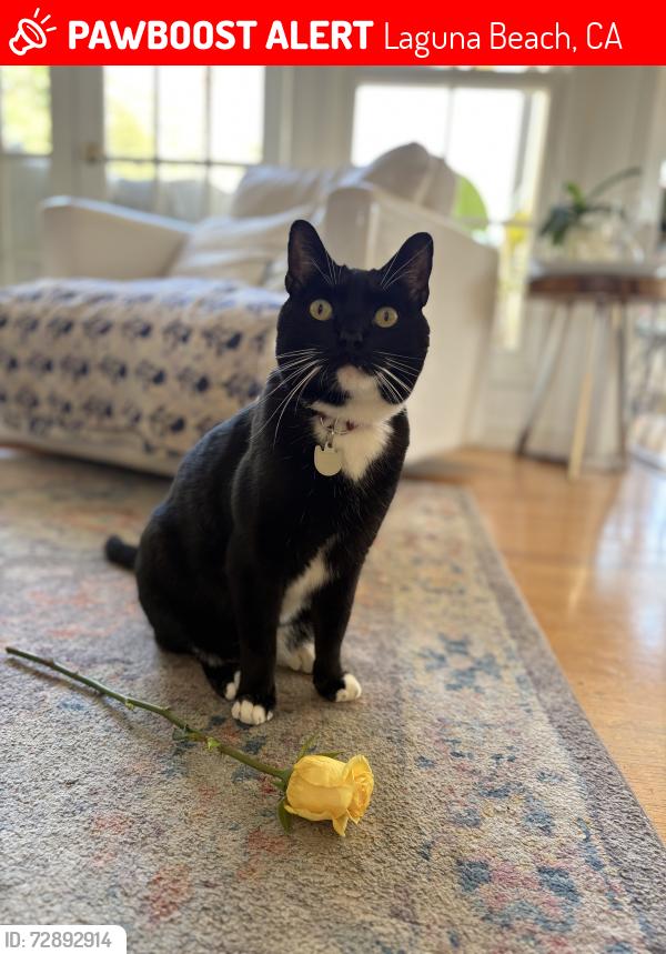 Lost Male Cat last seen Park Ave/ Skyline Dr, Laguna Beach, CA 92651