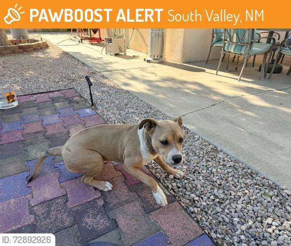 Found/Stray Female Dog last seen Coors and Arenal, South Valley, NM 87105