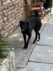 Found/Stray Female Dog last seen Adobe, Hesperia, CA 92345