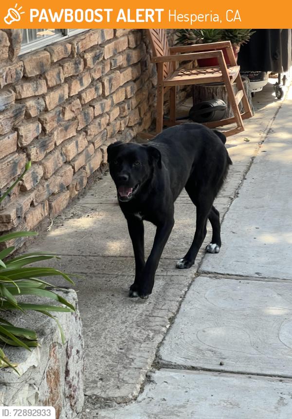 Found/Stray Female Dog last seen Adobe, Hesperia, CA 92345