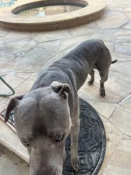 Reunited Male Dog last seen Hedda and Fidler , Lakewood, CA 90712