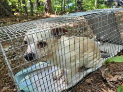 Found/Stray Male Dog last seen Old Dana Road between Hoard Gap Rd and Del and Betty's Pl, Hendersonville, NC 28792