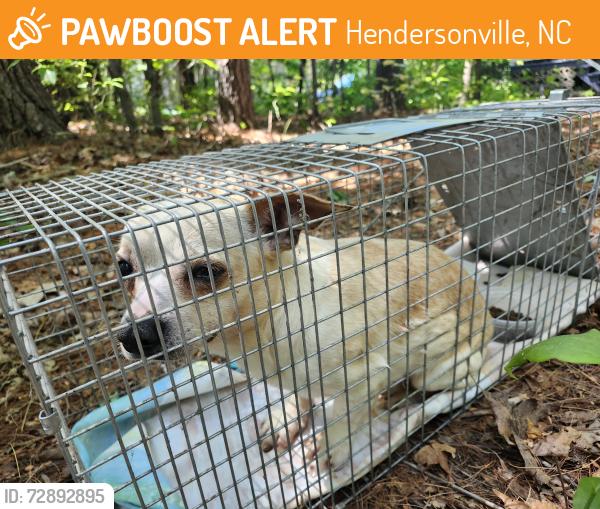 Found/Stray Male Dog last seen Old Dana Road between Hoard Gap Rd and Del and Betty's Pl, Hendersonville, NC 28792