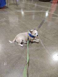 Reunited Male Dog last seen Howard and berks , Philadelphia, PA 19122