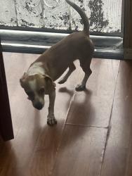 Reunited Female Dog last seen Rosecrans and willowbrook, Compton, CA 90222