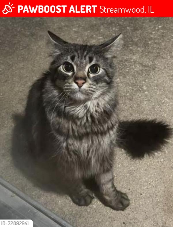 Lost Male Cat last seen Lake street, Bartlett rd , Streamwood, IL 60107