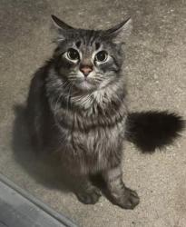 Lost Male Cat last seen Lake street, Bartlett rd , Streamwood, IL 60107