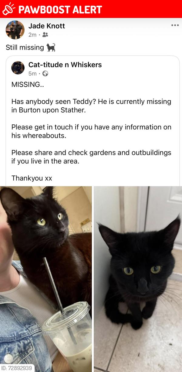 Lost Male Cat last seen Dn15 9eq, Burton upon Stather, England DN15 9EQ