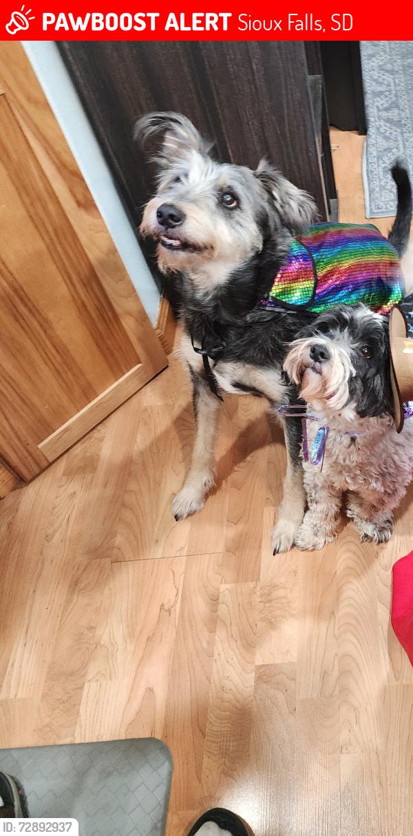 Lost Male Dog last seen 14th & Euclid, Sioux Falls, SD 57104