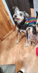 Lost Male Dog last seen 14th & Euclid, Sioux Falls, SD 57104