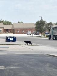 Found/Stray Unknown Dog last seen Mirai ramen and sushi, Wichita, KS 67220