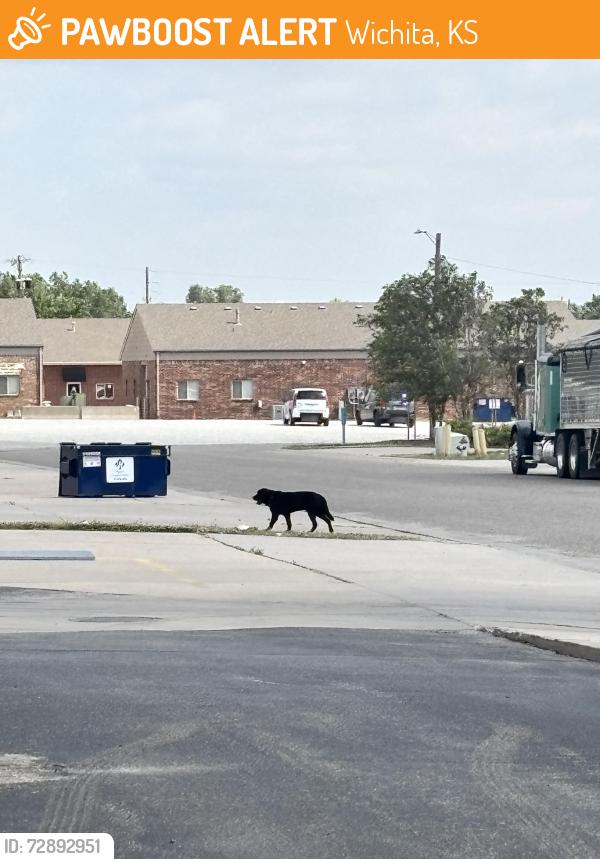 Found/Stray Unknown Dog last seen Mirai ramen and sushi, Wichita, KS 67220